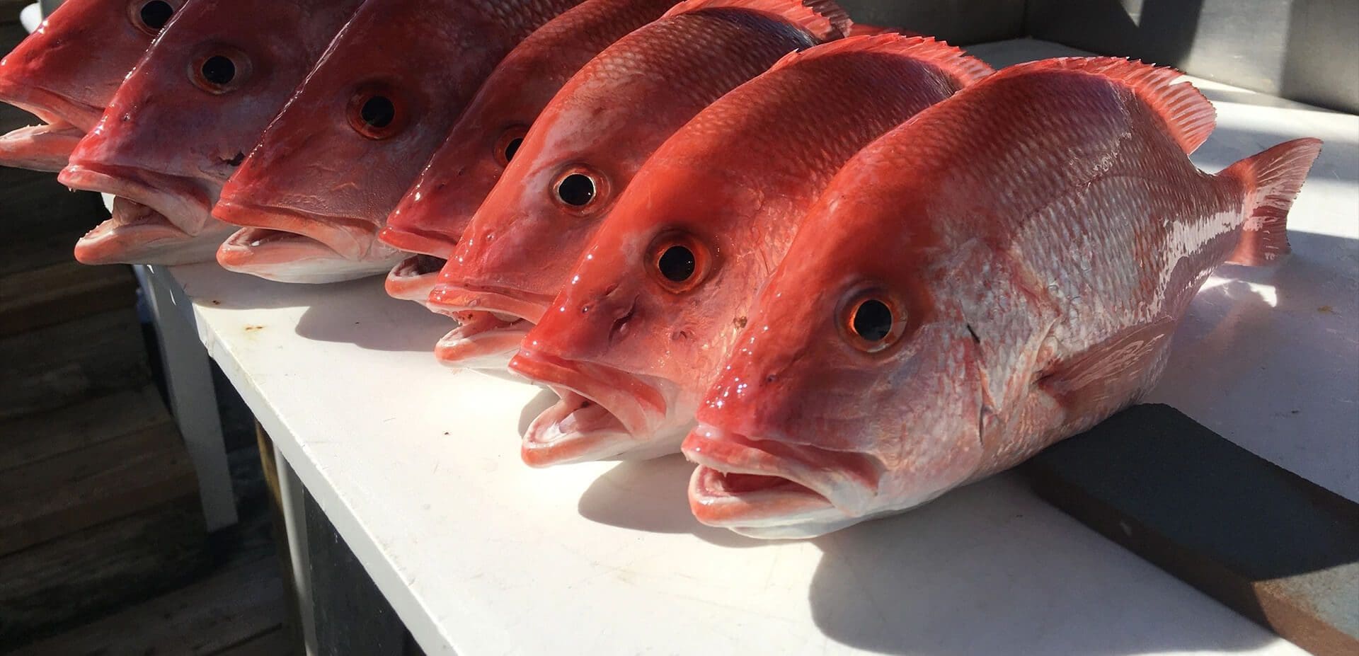 Need to Know | Charter Fishing Fort Pierce