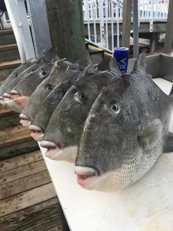 A row of fish heads with a blue cap on top.